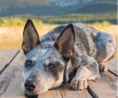 Australian Cattle Dog Resting on a picnic Table