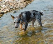 Blue Heeler walking in a stream