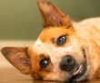 Red Heeler Austraian Cattle Dog Smiling